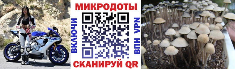 закладки  Гаврилов-Ям  Галлюциногенные грибы Psilocybine cubensis 